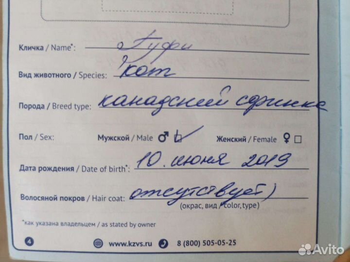 Канадский сфинкс вязка