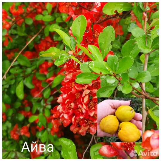 Айва
