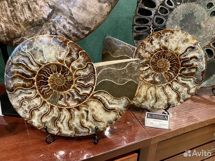 Спилы аммонитов