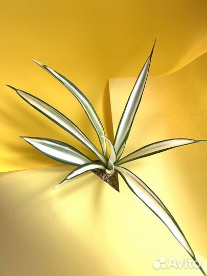 Сансевиерия сортовая parva lancet white varigata