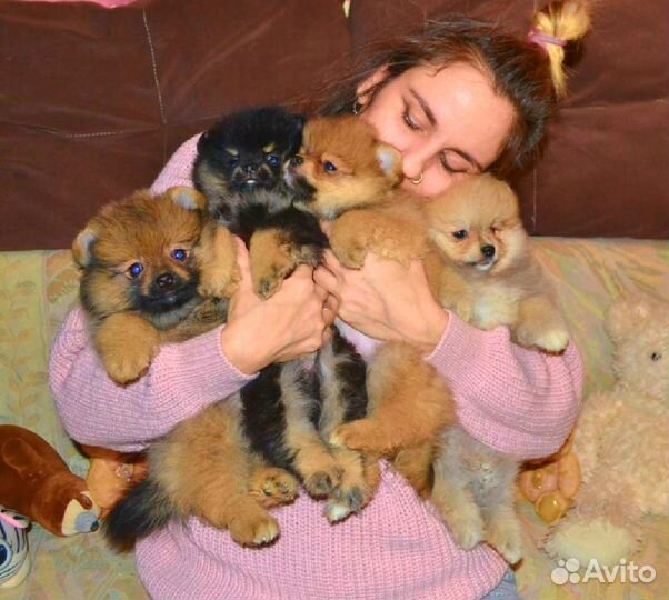 Шпицы шикарные