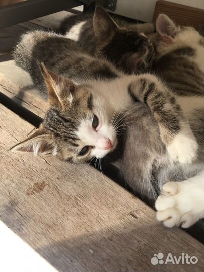 Отдам в добрые руки две кошечки и кот