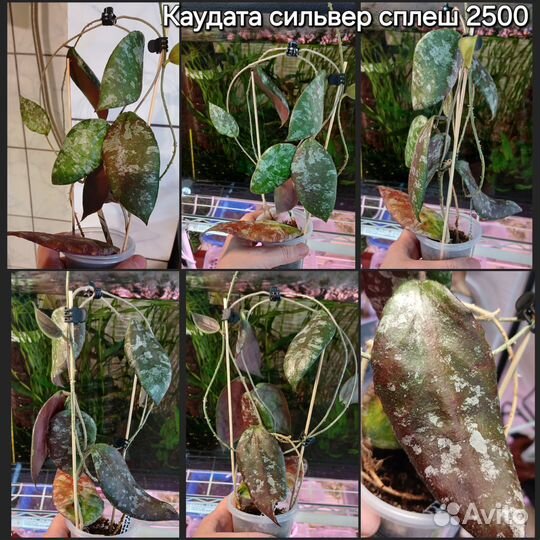 Хойя Каудата сильвер сплеш