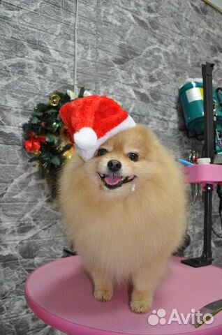 Вязка кобель шпиц