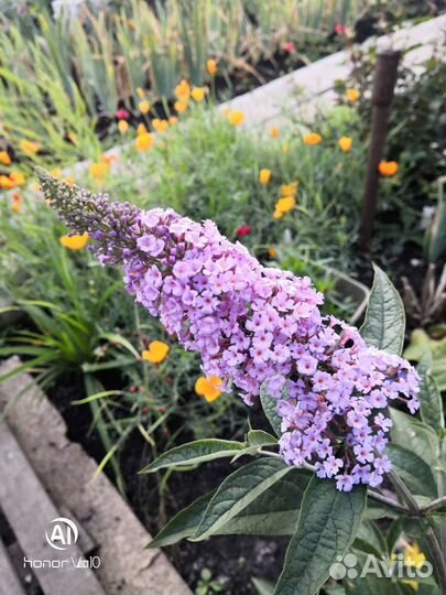 Будлея Давида Фиолетово- Голубая. зкс