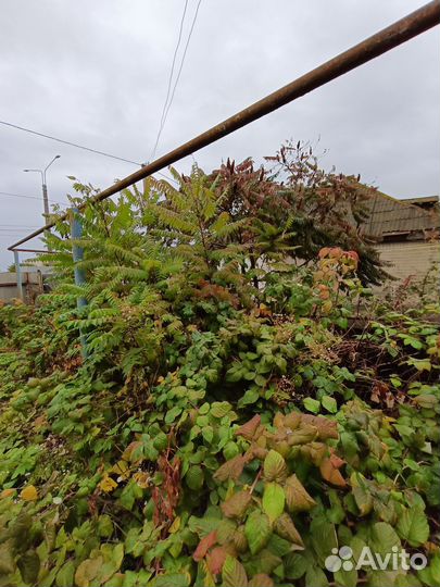 Сумах саженцы высокие