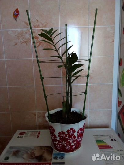 Замиокулькас