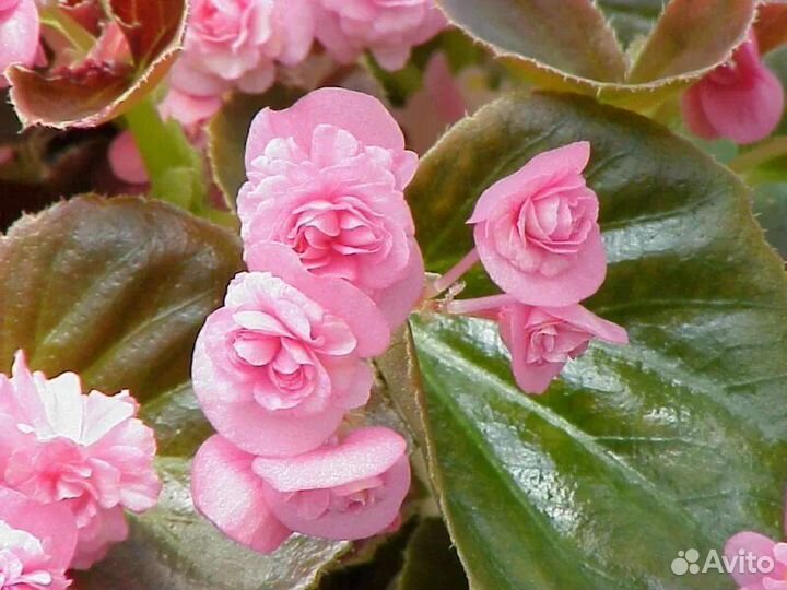 Бегония вечноцветущая