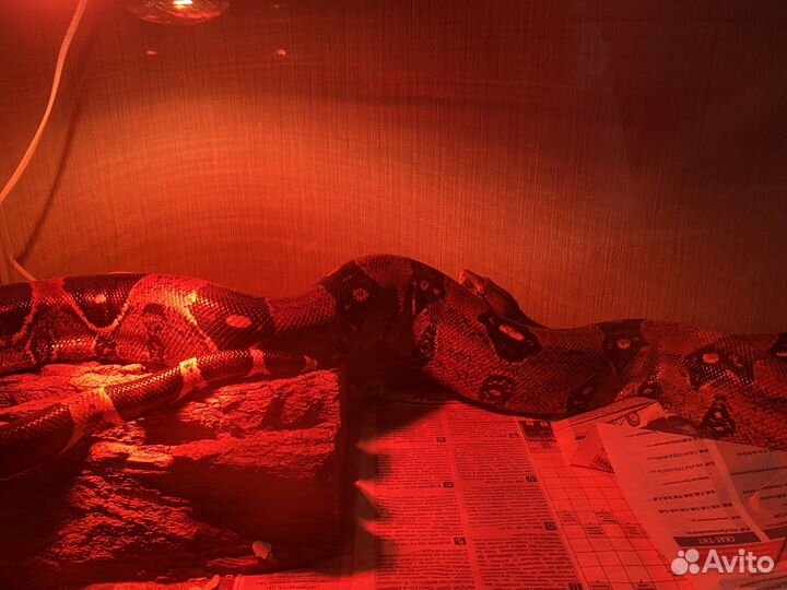 Самка обыкновенного удава