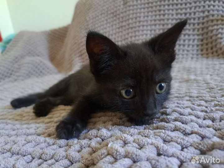 Котенок в добрые руки