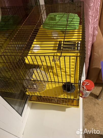 Джунгарские хомяки с клеткой