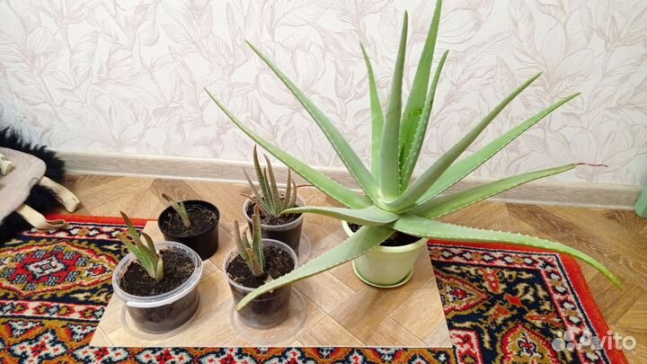 Алоэ вера растение