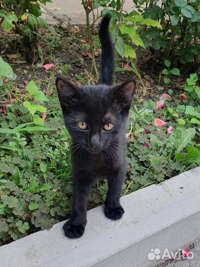 Котенок Чара из приюта