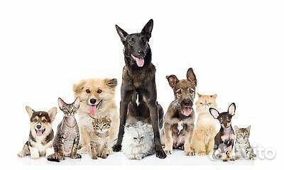 Передержка животных