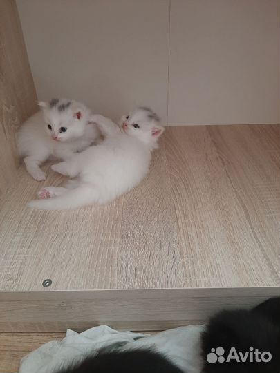 Турецкая ангора