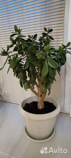 Толстянка Денежное дерево