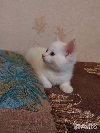 Котенок мальчик в дар