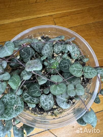 Церопегия Вуда