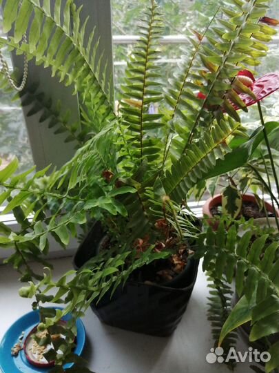 Комнатные цветы антуриум