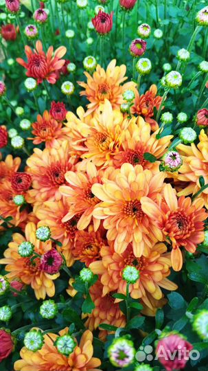 Хризантемы