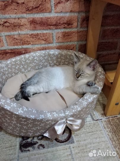 Кошка в дар бесплатно