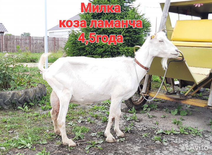 Козы ламанча дойные