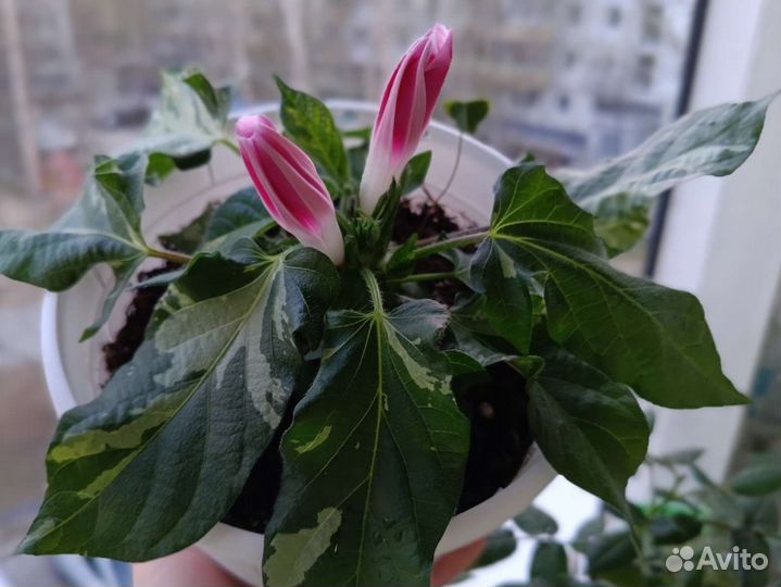 Ипомея вариегатная