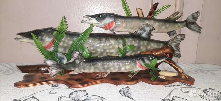 Чучела из щуки, берша, судака