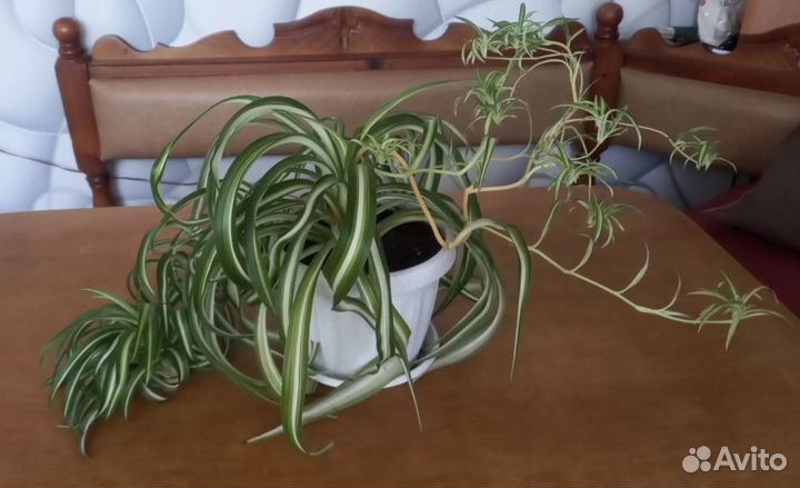 Хлорофитум кудрявый