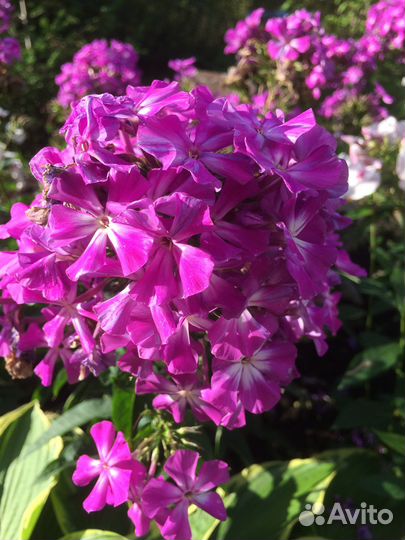 Флоксы многолетние