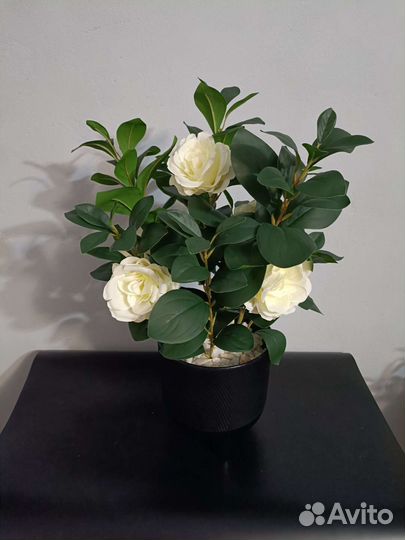 Куст с цветами в кашпо