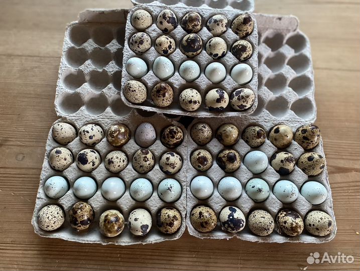 Яйца перепелиные домашние, мясо перепелов и гуся