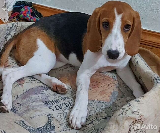 Потерялась собака