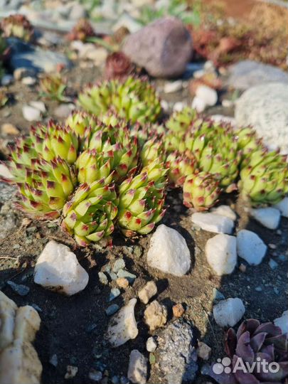 Молодило для альпийской горки