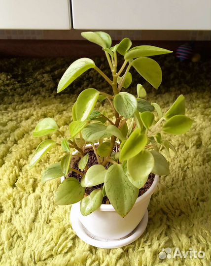 Пеперомия пикси лайм