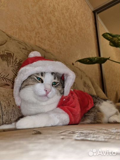 Костюм для животных (Санта)