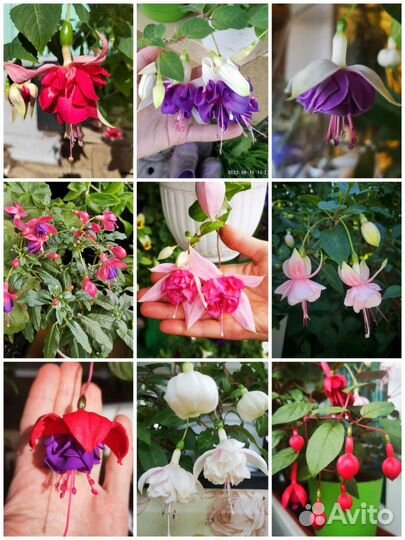 Черенки сортовых фуксий