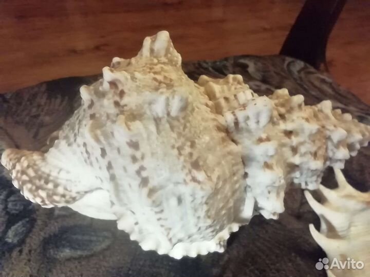 Ракушки морские, разные, очень красивые