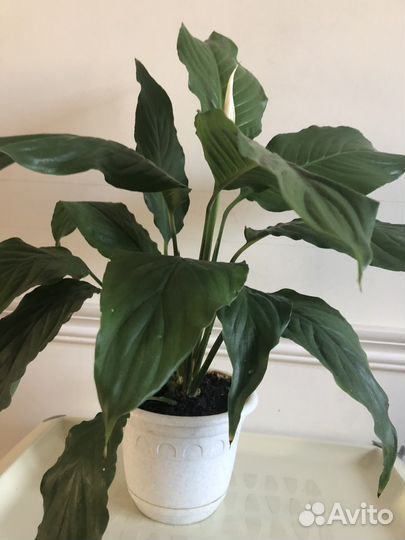 Спатифиллум цветы любви