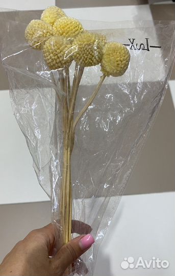 Сухоцвет краспередия