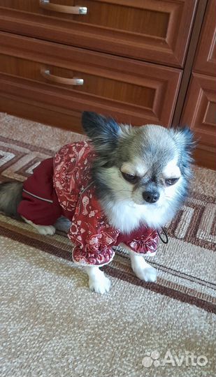 Одежда для собак