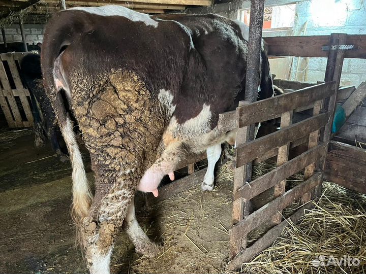 Корова высокоудойная