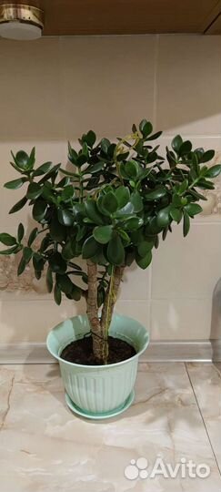 Денежное дерево толстянка