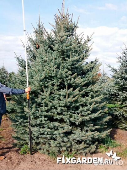 Ель колючая glauca (голубая) Высота от 100см