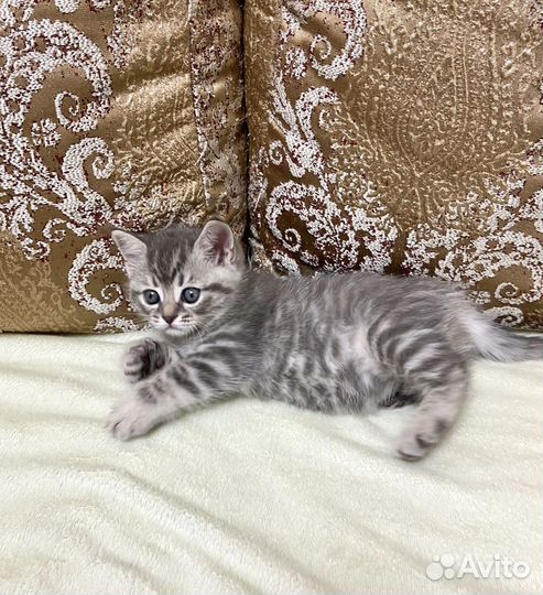 Шотландская