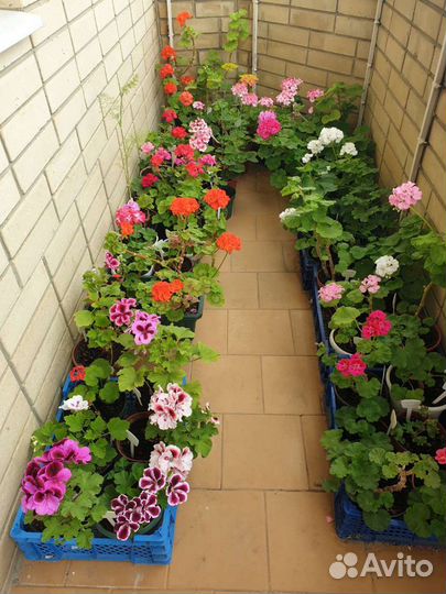 Герань/пеларгония