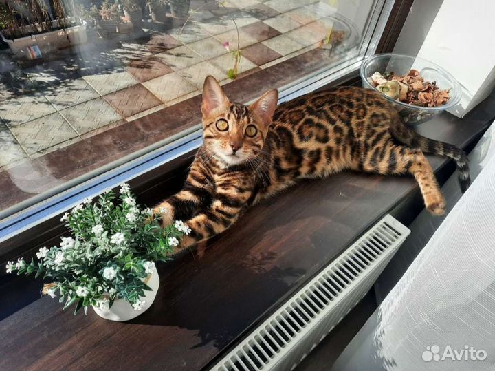 Бенгальский кот
