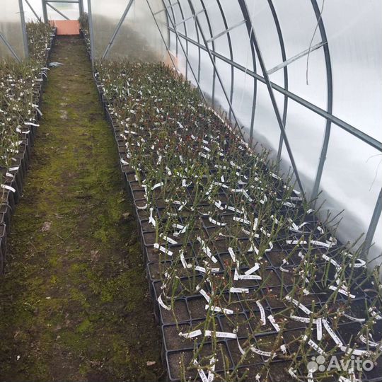 Саженцы Роз