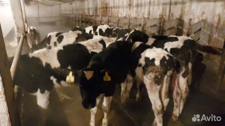 Бычки,телята,быки