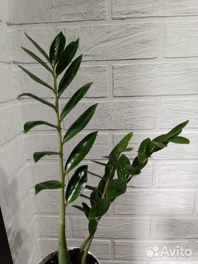 Замиокулькас